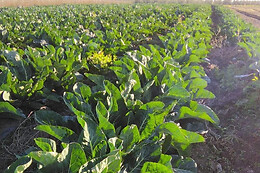 Azienda Agricola Colle di Seta