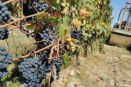 Azienda Agricola Gallo Montabone