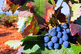 BODEGA LENEUS