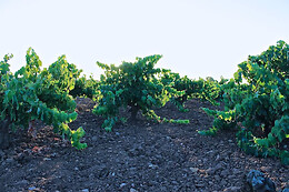BODEGA LENEUS