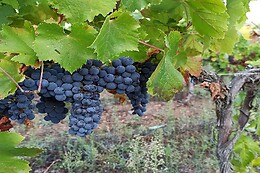 BODEGA VAL DE QUIROGA