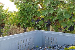 BODEGA VAL DE QUIROGA