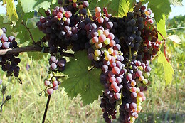 Azienda Agricola Monfrà