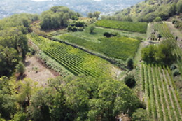 Tenuta del Cannavale