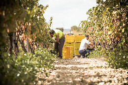 Azienda Vitivinicola Saccomani