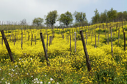 Casè Winery