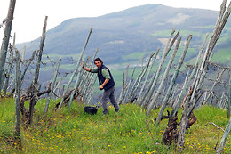 Casè Winery