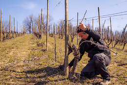Casè Winery