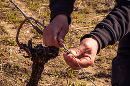 Casè Winery