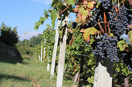 Azienda Vitivinicola Saccomani