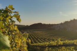 Tasi vini