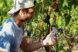 Begnardi Vini