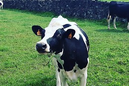 Azores Nature Tours