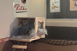 Cup Cats - Bar à Chats