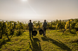 Cantina Castello