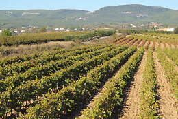 BODEGA PARATÓ