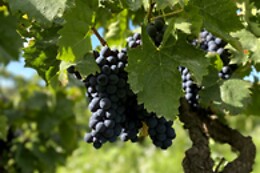 BODEGA PARATÓ
