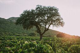 BODEGA VALDEALTO