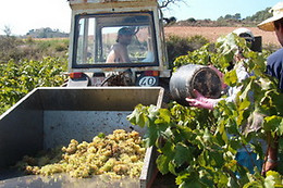 BODEGA MIQUEL JANÉ