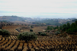 BODEGA MIQUEL JANÉ