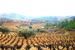 BODEGA MIQUEL JANÉ