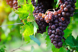 BODEGA AUMESQUET GARRIDO