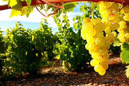 BODEGA MARQUES DE MONTECIERZO