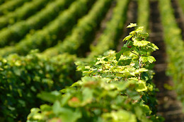 BODEGA MIQUEL JANÉ