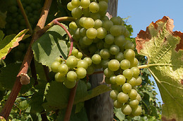BODEGA DIAZ BAYO