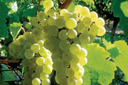 BODEGAS RENALTERRA