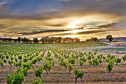 BODEGA FINCA CARDABA