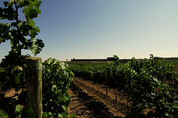 BODEGAS LAUS