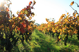 Domaine Virgile Joly / Chambre d'hôtes Mimosa