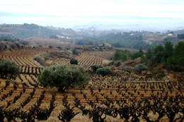 BODEGA MIQUEL JANÉ