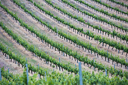BODEGA FINCA CARDABA
