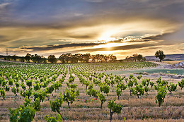BODEGA FINCA CARDABA