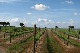 BODEGA VALDEALTO