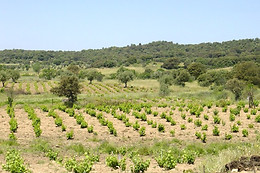 BODEGA ECOLOGICA LUIS SAAVEDRA
