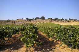BODEGA DIAZ BAYO