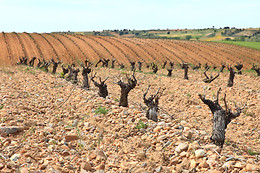 BODEGA RAMON RAMOS