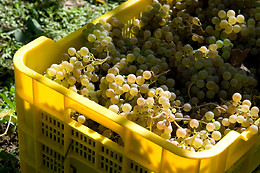 BODEGA ADEGA EIDOS