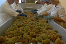 BODEGA ADEGA EIDOS