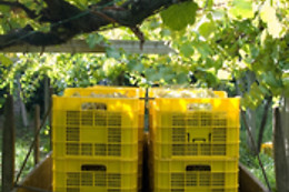 BODEGA ADEGA EIDOS