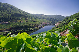 ADEGAS E VIÑEDOS VIA ROMANA