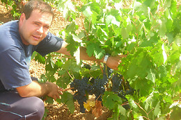 BODEGAS PABLO MORATE