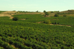PAGO DE LOS CAPELLANES