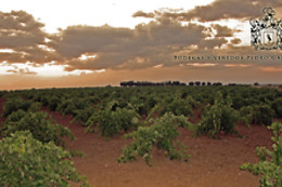 BODEGAS Y VIÑEDOS PEDRO GARCIA