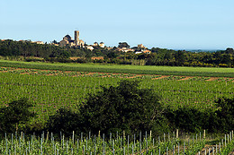 BODEGA MAS LLUNES