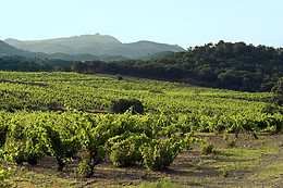 BODEGA MAS LLUNES