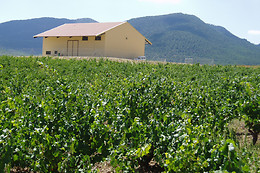 BODEGA MONASTRELL